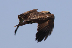 Brahminy Kite